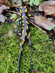 Salamandra salamandra