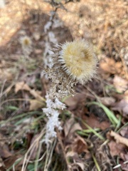Carlina vulgaris
