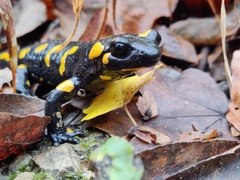 Salamandra salamandra