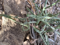 Stephanomeria runcinata