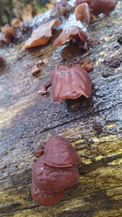Auricularia auricula-judae
