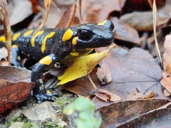 Salamandra salamandra