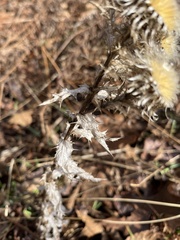 Carlina vulgaris