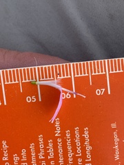 Stephanomeria runcinata