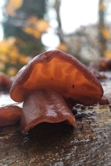Auricularia auricula-judae
