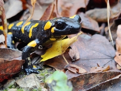 Salamandra salamandra