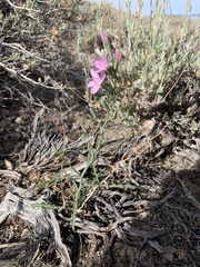Stephanomeria runcinata