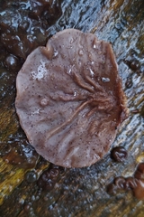 Auricularia auricula-judae