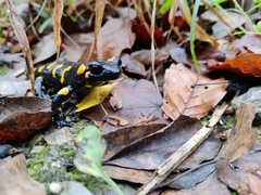 Salamandra salamandra