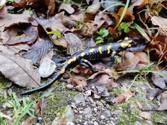 Salamandra salamandra