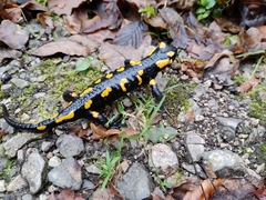 Salamandra salamandra