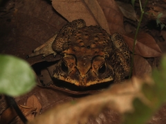 Duttaphrynus melanostictus