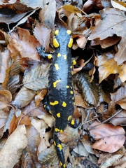 Salamandra salamandra
