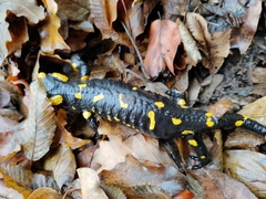 Salamandra salamandra