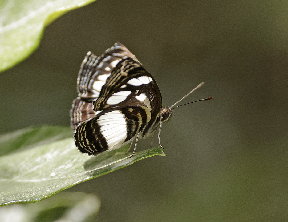 Streaked Sailer