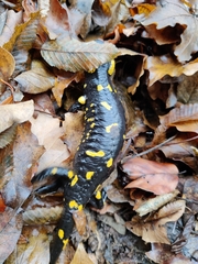 Salamandra salamandra