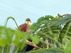 Certhiaxis cinnamomeus