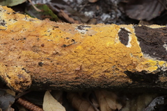 Phlebiodontia subochracea