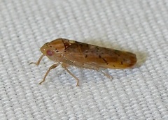 Ponana quadralaba