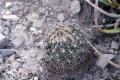 Coryphantha delicata