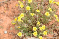 Helianthemum hirtum