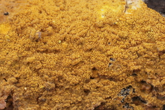 Phlebiodontia subochracea
