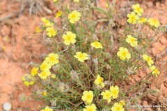 Helianthemum hirtum