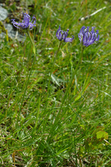 Phyteuma hemisphaericum