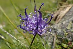 Phyteuma hemisphaericum