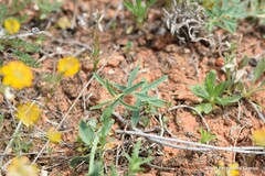 Euphorbia serrata