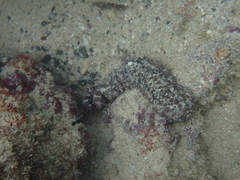 Holothuria impatiens