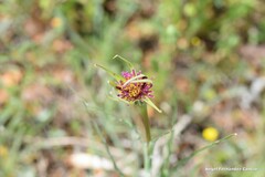 Tragopogon porrifolius