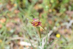 Tragopogon porrifolius