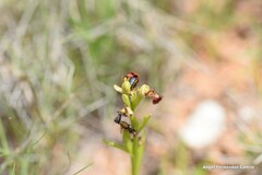 Ophrys speculum