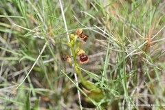 Ophrys speculum