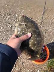 Paralichthys lethostigma