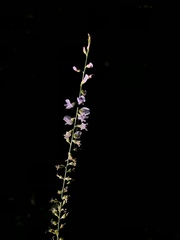 Astragalus melilotoides