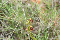 Ophrys speculum