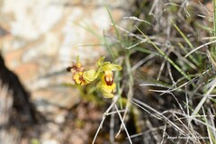 Ophrys lutea
