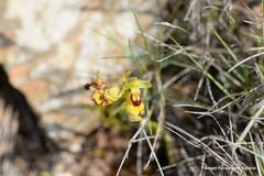 Ophrys lutea