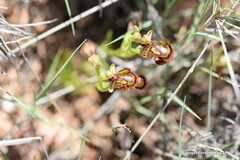 Ophrys speculum