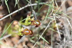 Ophrys speculum