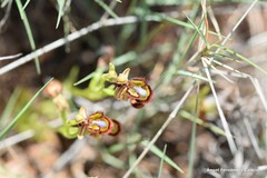 Ophrys speculum