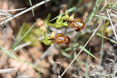 Ophrys speculum