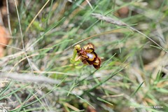Ophrys speculum