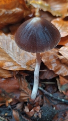 Parasola conopilea