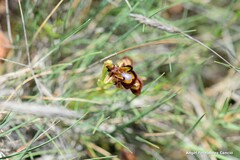 Ophrys speculum