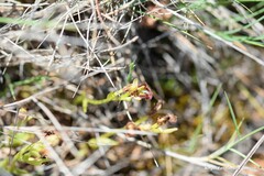 Ophrys speculum
