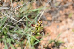 Ophrys speculum