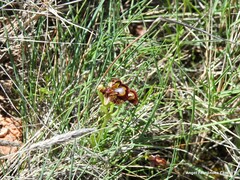 Ophrys speculum